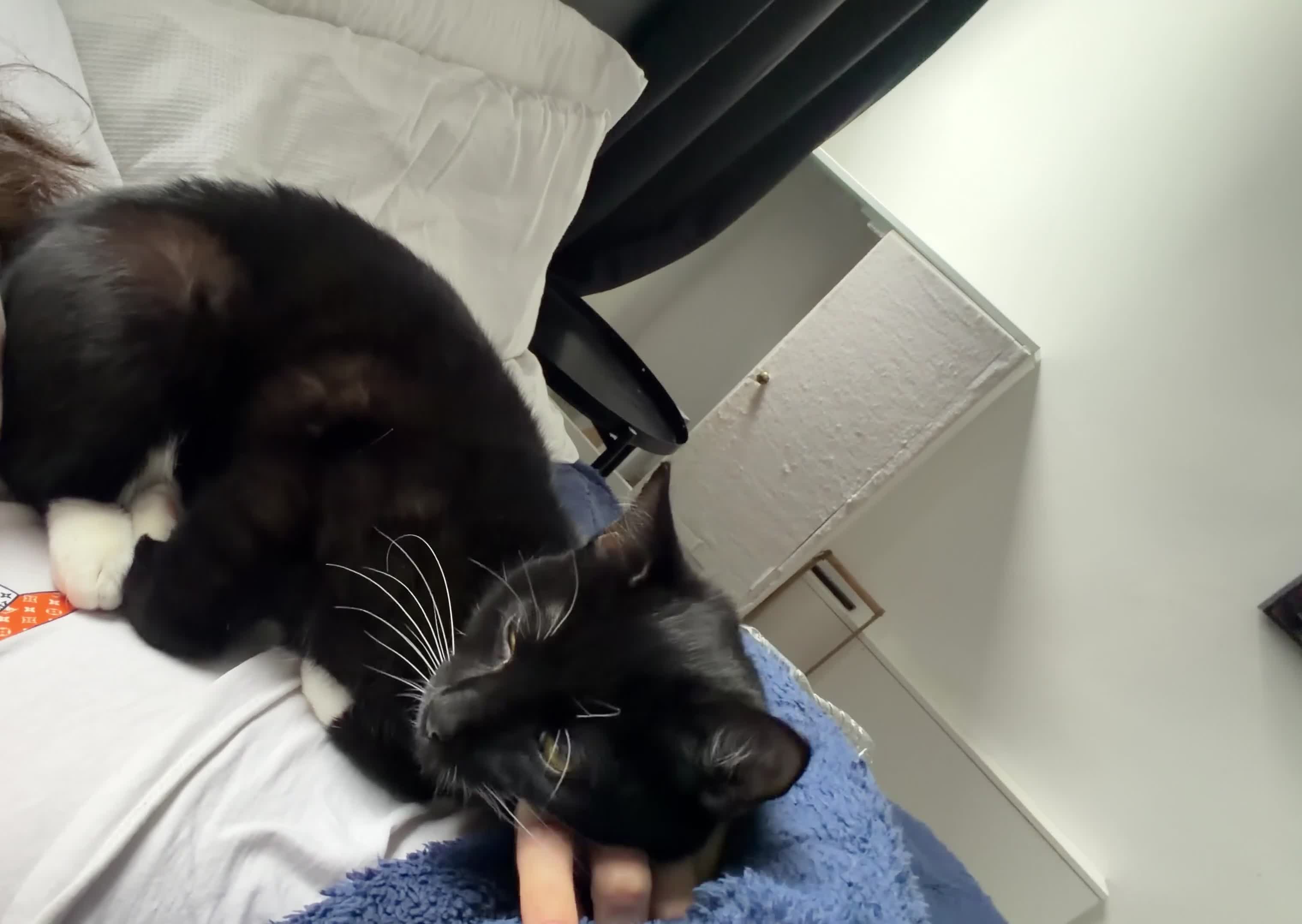 Mixed Breed cats for sale: 3 cats for sale  - Video 3