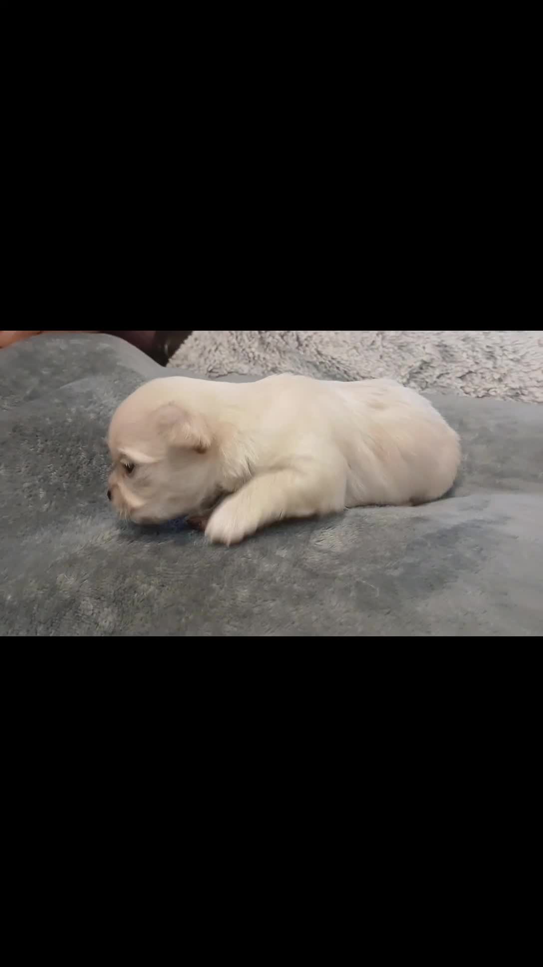 Chihuahua dogs for sale: Gorgeous Tiny Chihuahua Pups - Beautiful Cream Boy - Video 2