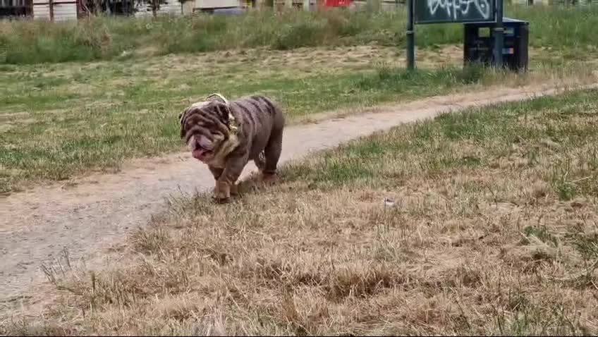 English Bulldog dogs for stud: BEST CHOCOLATETAN merle in UK in London - Video 2