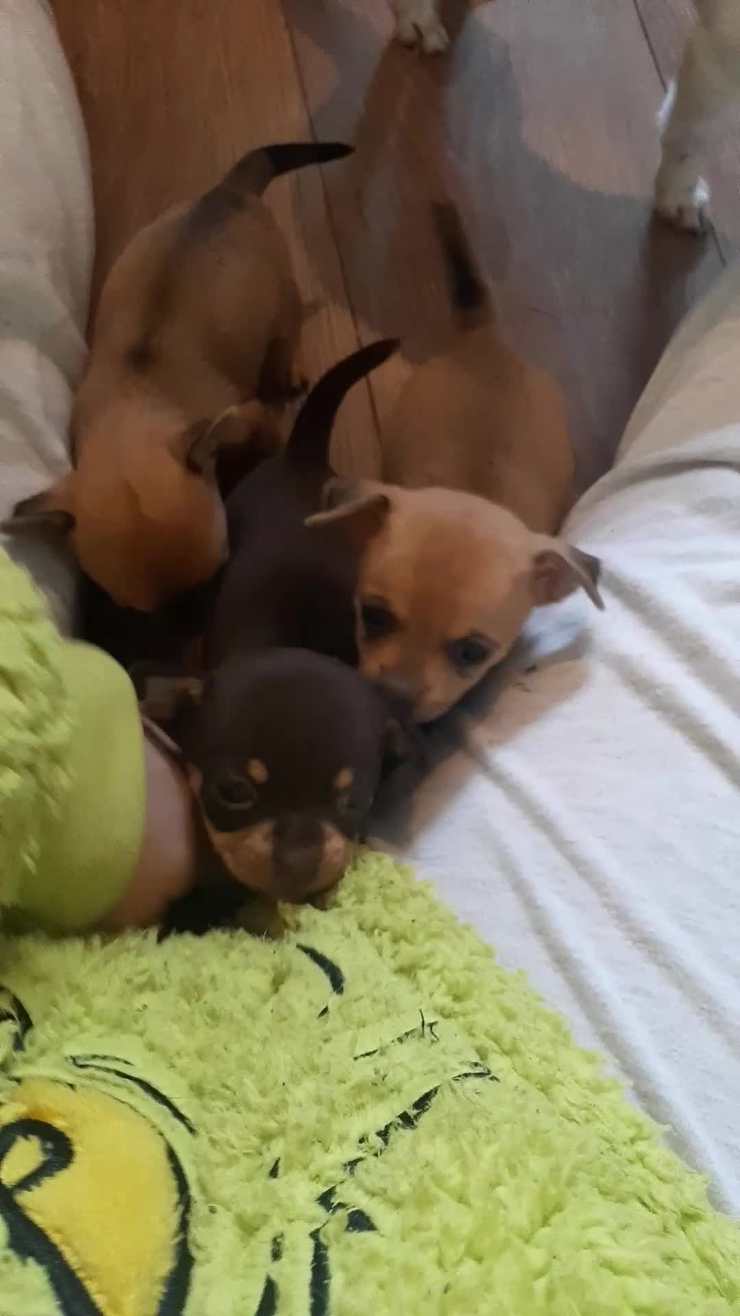 Chihuahua dogs for sale: Chihuahua  - Video 1