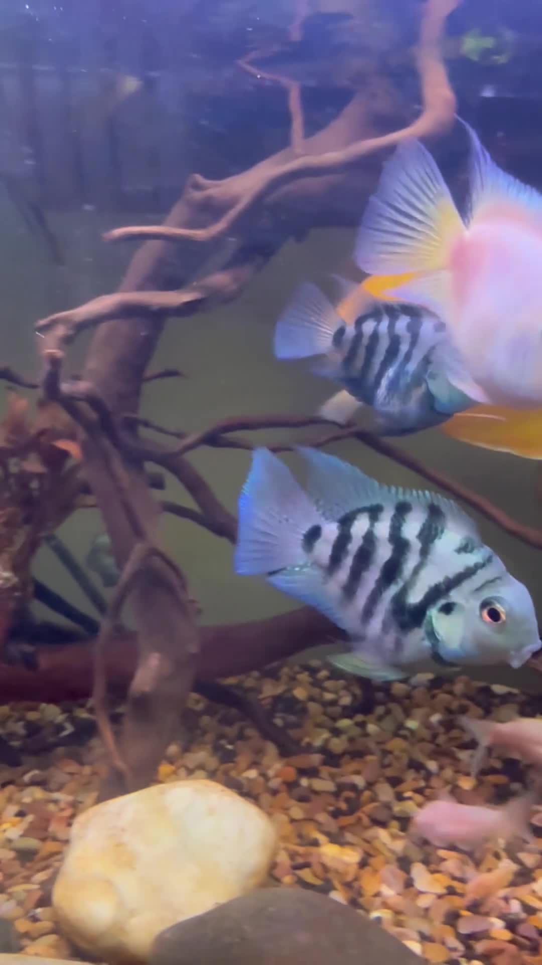 Other/Mixed Breed fish for sale: Blue parrotfish in London - Video 1