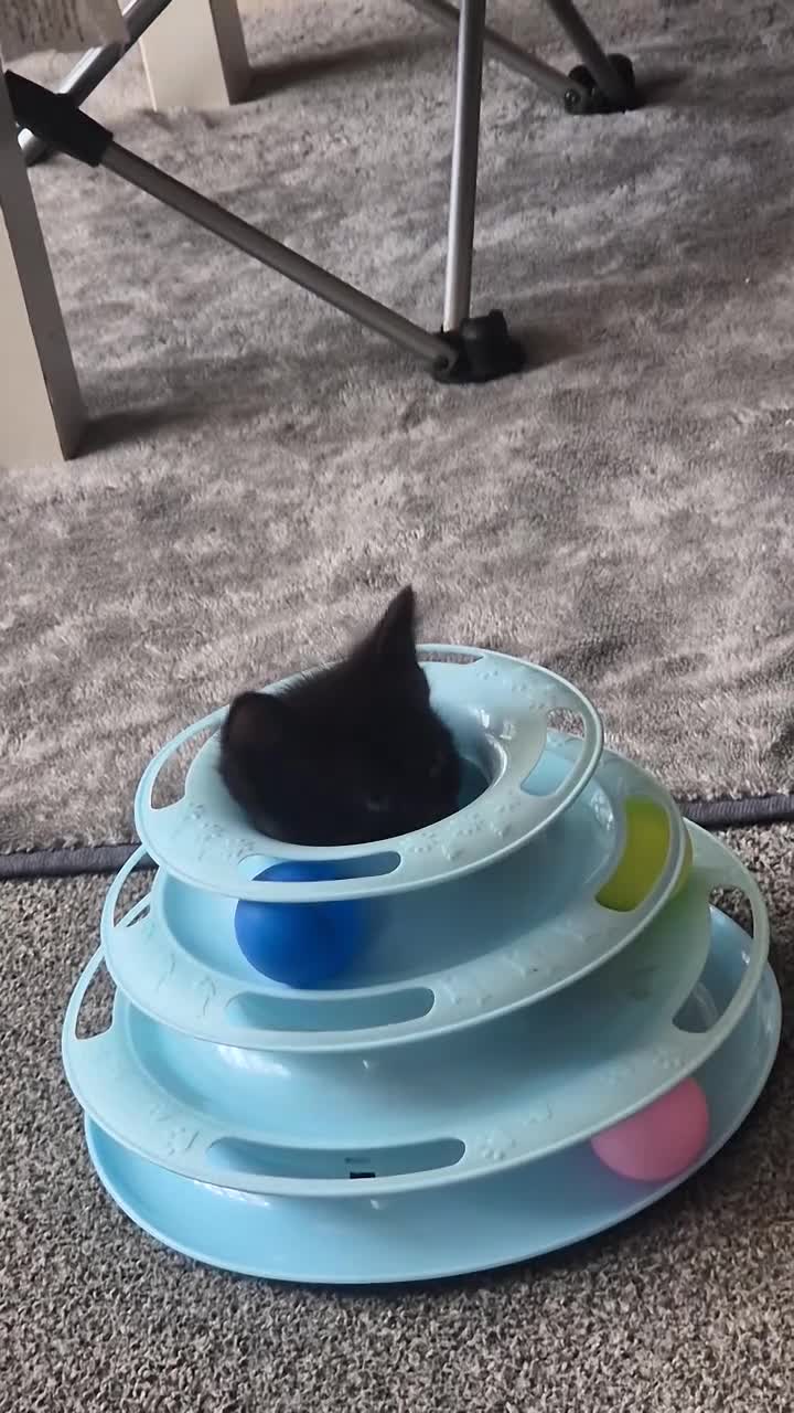 Mixed Breed cats for sale: 4 black and white kittens - Video 4