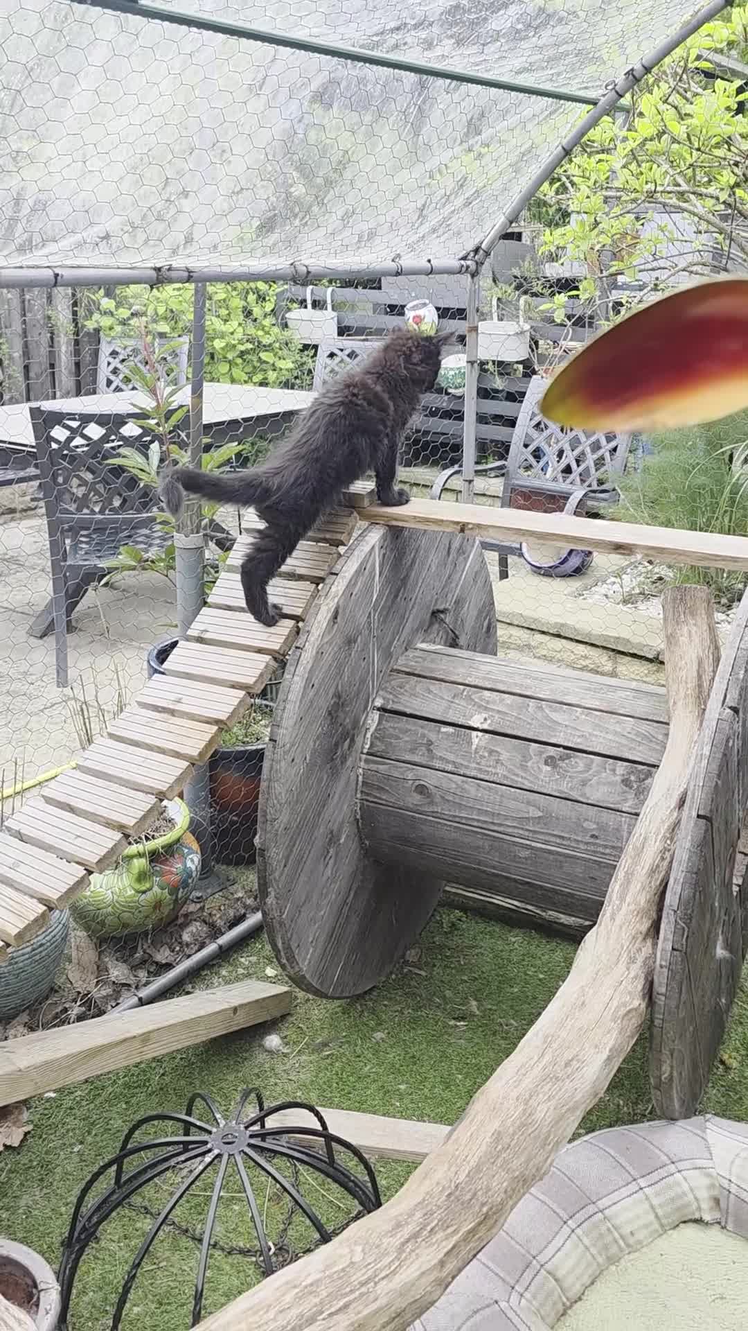 Maine Coon cats for sale: XL FULL Maine coon kitten price reduced - Video 1