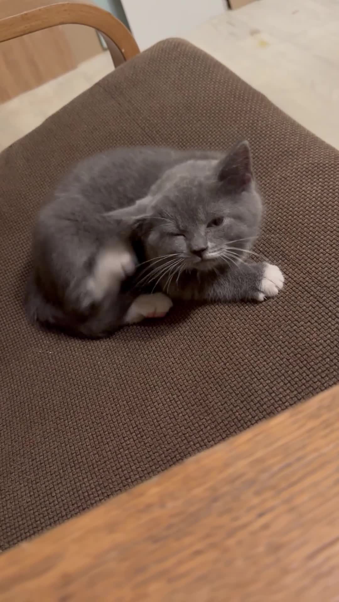 British Shorthair cats for sale: Kitten -Girl  - Video 2