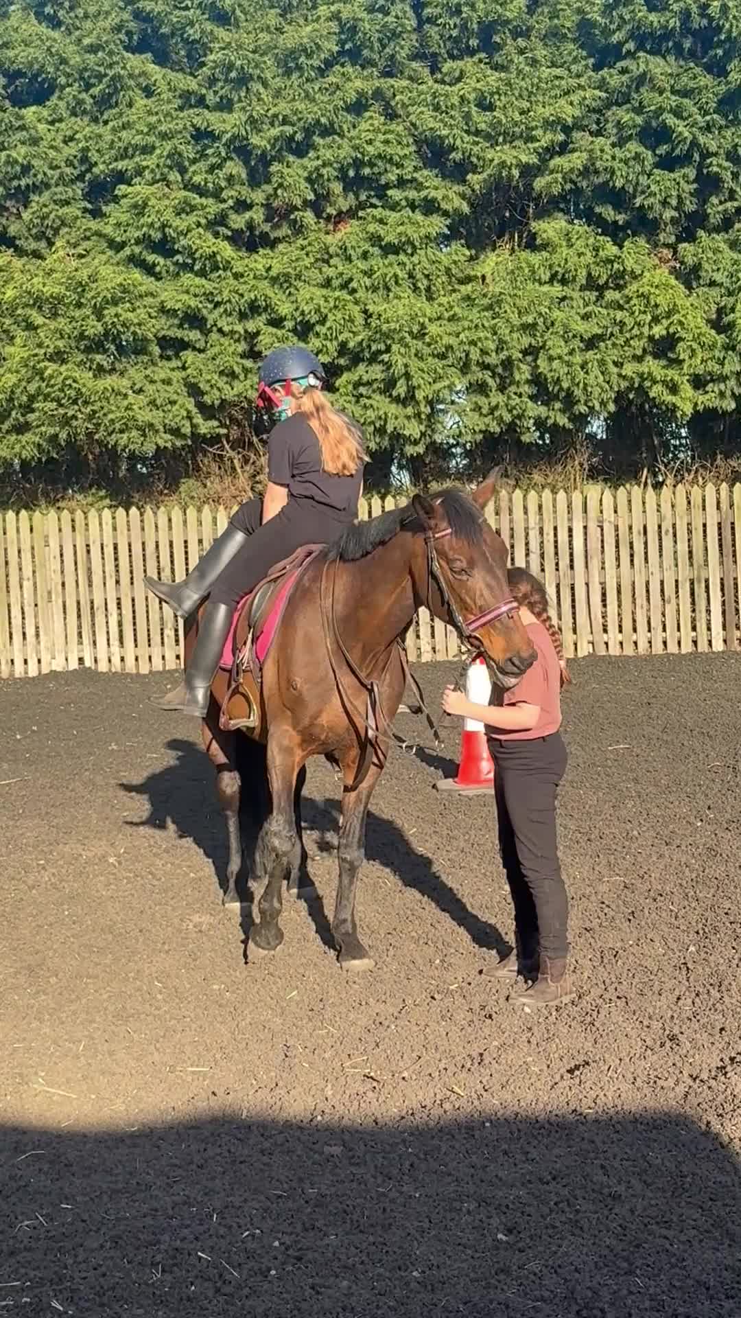 Other Breed horses for sale: School mistress/driving mare - Video 3