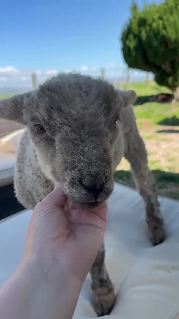 Sheep livestock for sale: 5 Sheep for Pet Home Only - Video 1