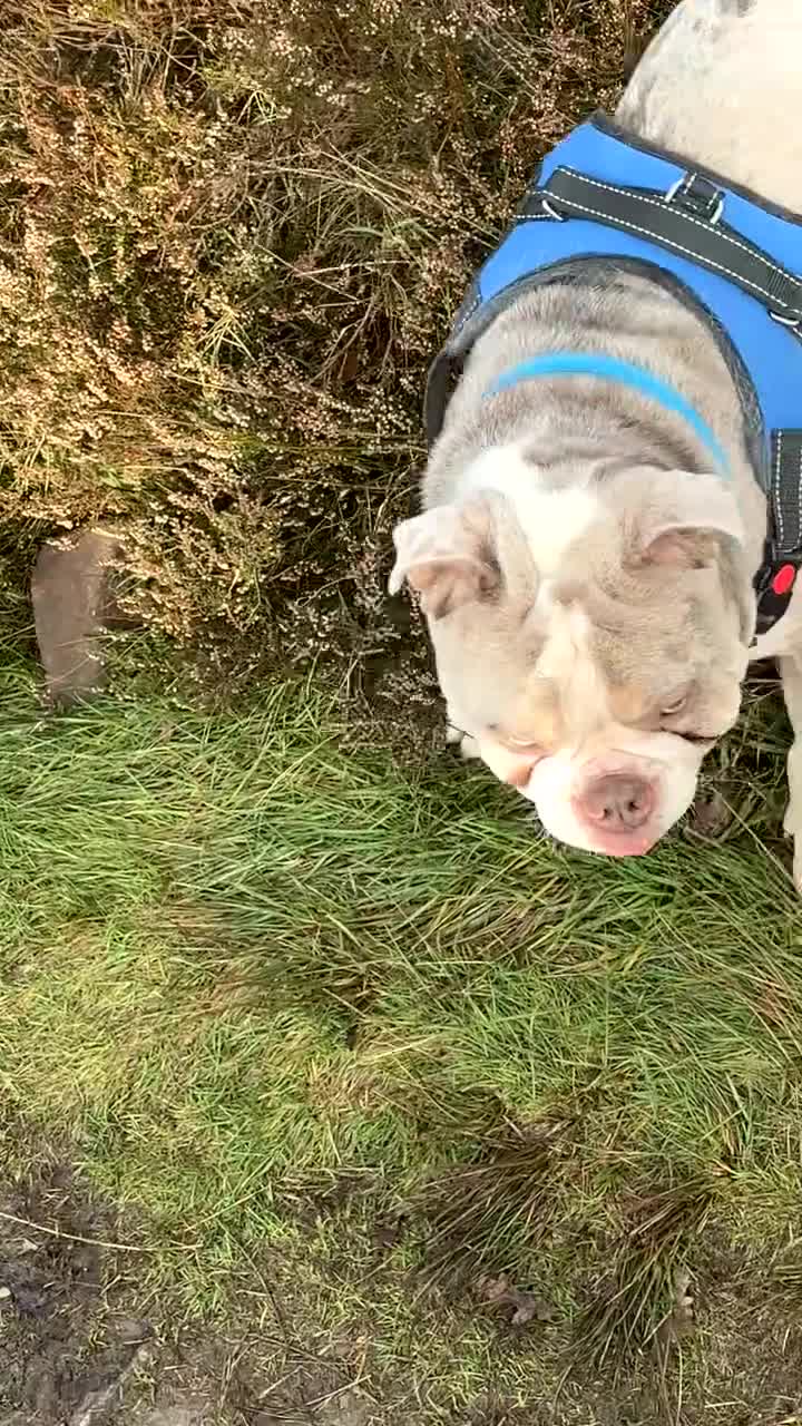 English Bulldog dogs for stud: Spud LILAC MERLER  - Video 1