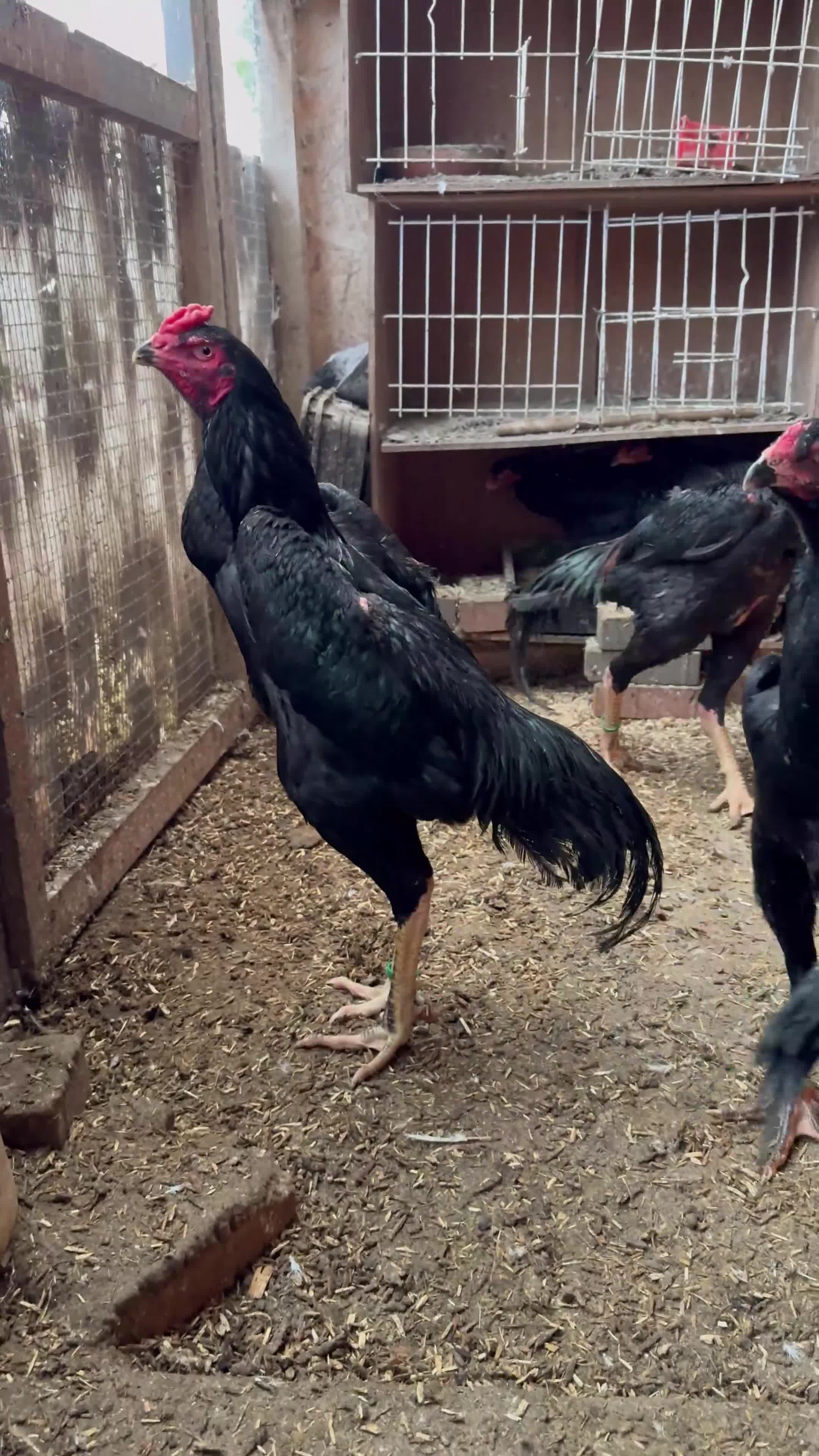 Chickens poultry for sale: Imported black shamo birds for sale  - Video 1