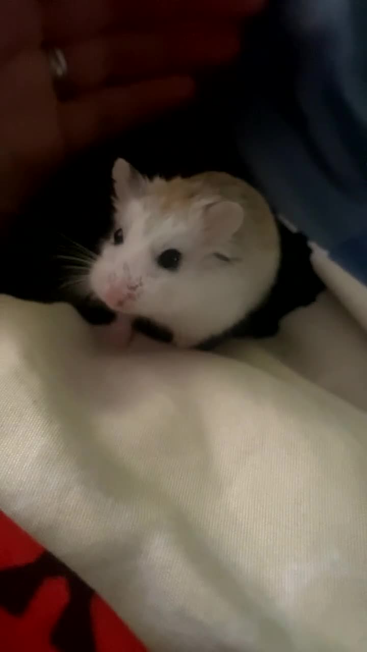 Hamster rodents for sale: Dwarf Hamsters - Video 1