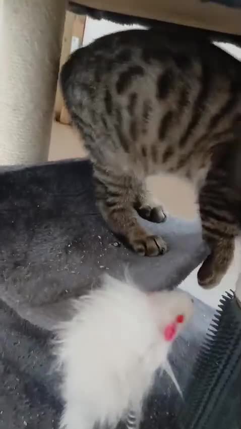 Savannah cats for sale: Two amazing Savannah boys - Video 1