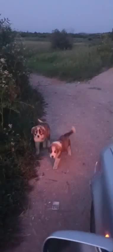 Mixed Breed dogs for adoption: ODIN, a superb young boy - for a Loving Home - Video 1