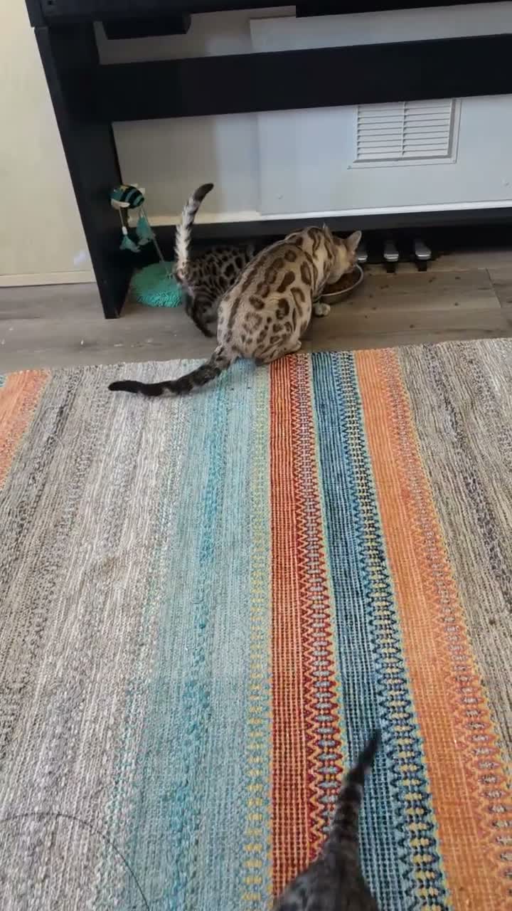Bengal cats for sale: Bengal TICA registered kittens. - Video 3