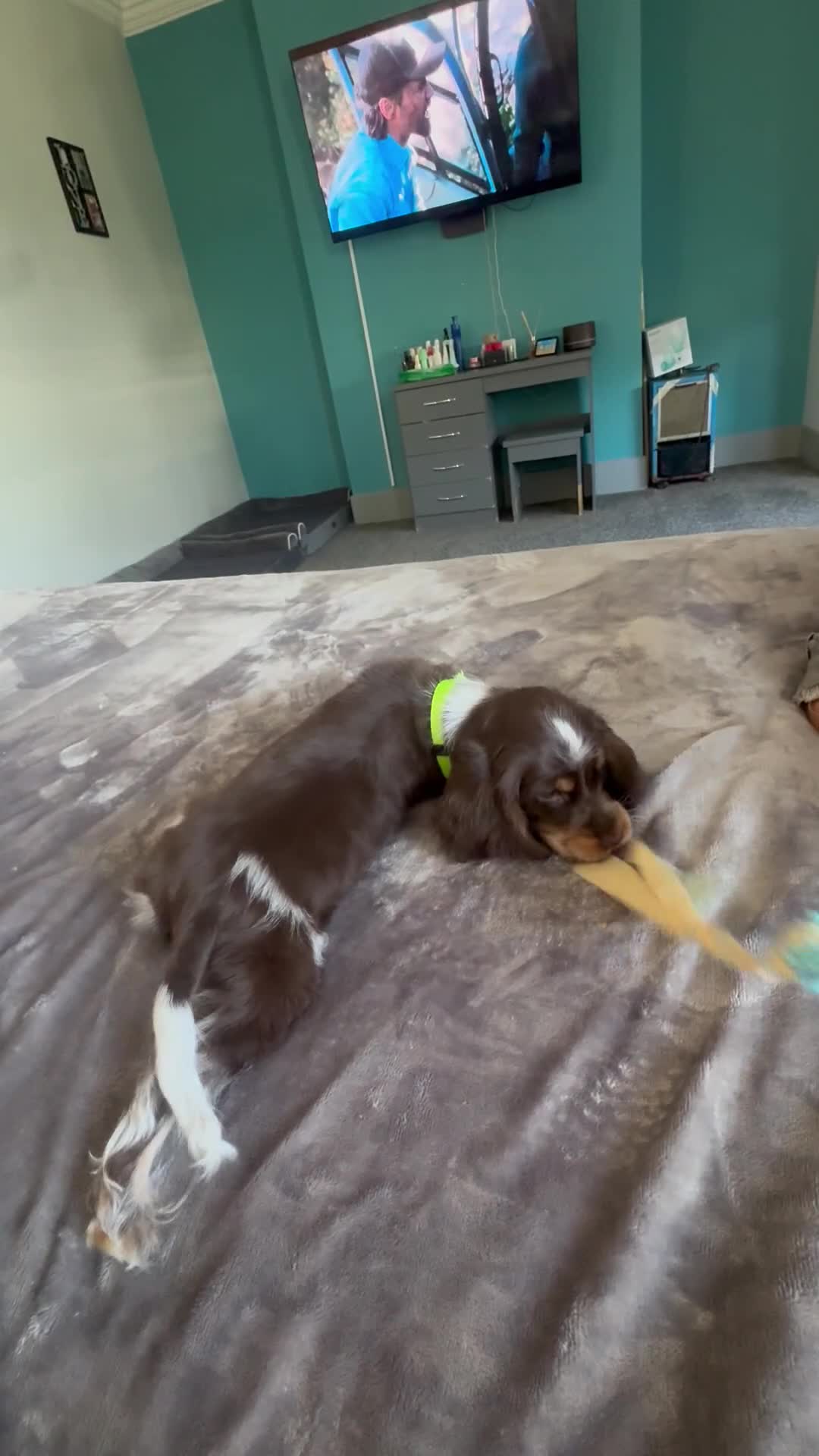 Cocker Spaniel dogs for sale: READY NOW- DNA TESTED choc roan & tan show cocker - Video 3