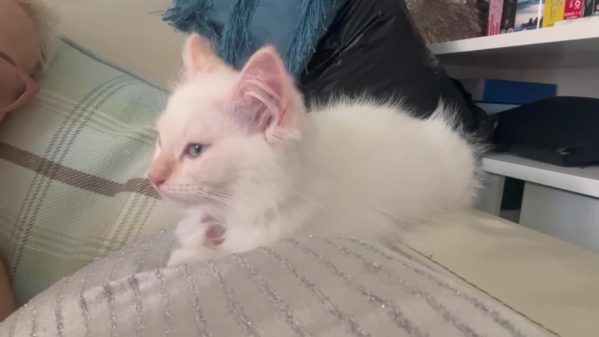 Ragdoll cats for sale: Rarest colour pedigree Ragdoll kittens - Video 1
