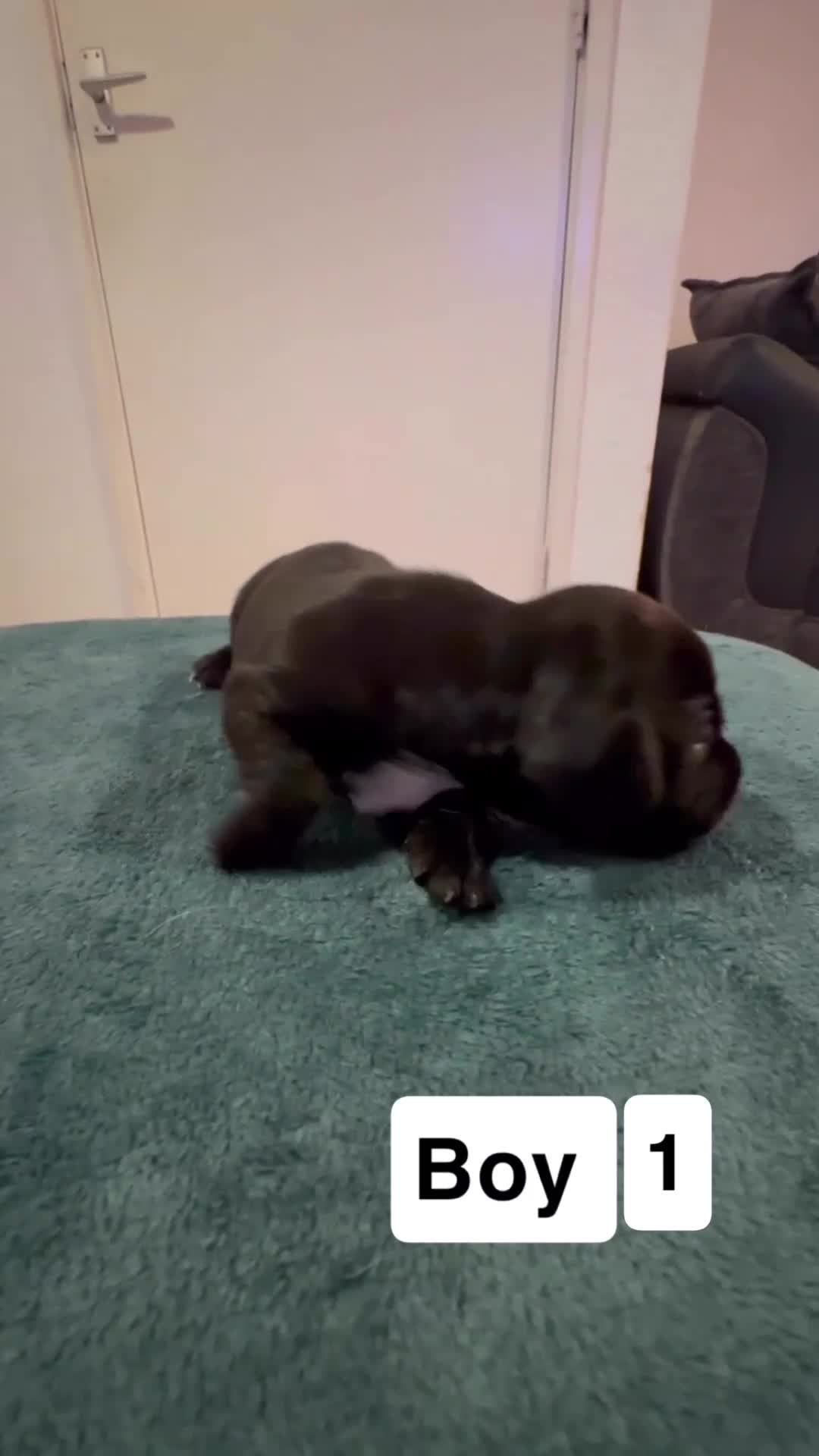 Mixed Breed dogs for sale: Docker's FOR SALE (black & white markings)  - Video 1
