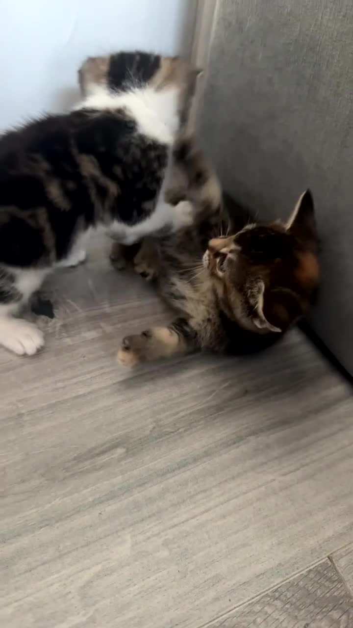 British Shorthair cats for sale: Adorable Tabby & Calico Kittens Ready Soon 🐾 - Video 3