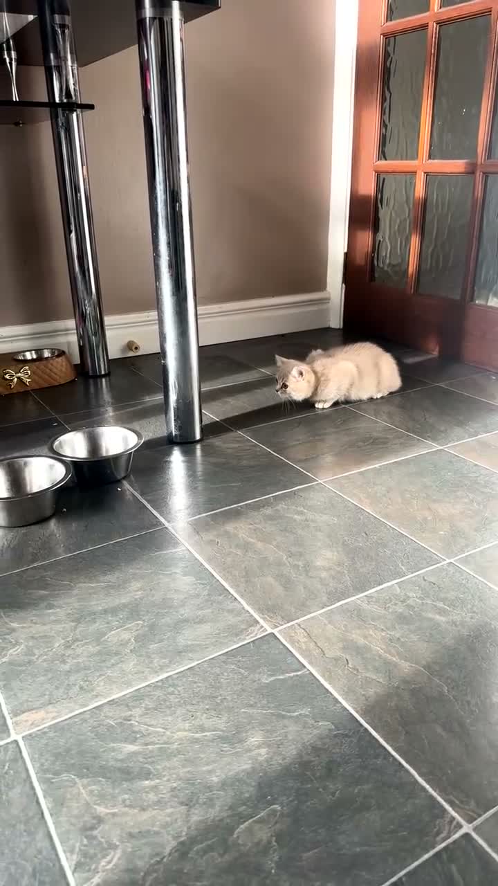 British Shorthair cats for sale: AVAILABLE 2  British short hairs for sale  - Video 1