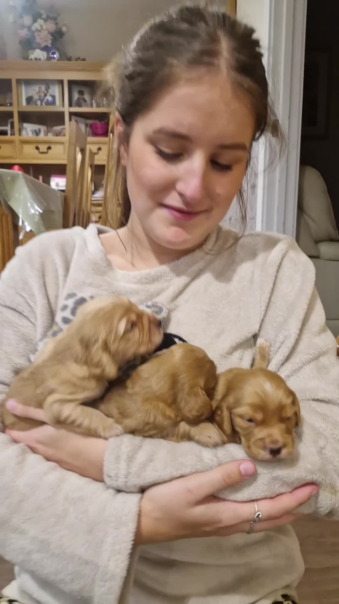 Cocker Spaniel dogs for sale: Golden working Cocker spaniels - Video 2