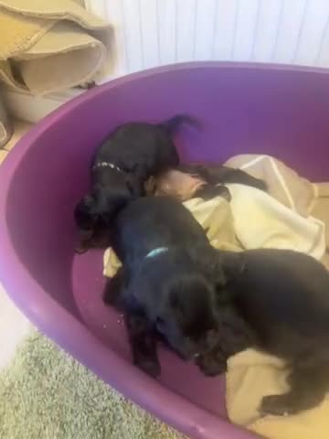 Cocker Spaniel dogs for sale: Cocker spaniel puppies  - Video 1