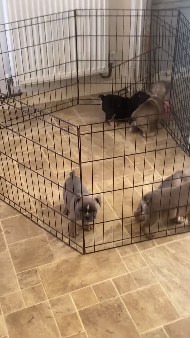 Mixed Breed dogs for sale: French bulldog x British bulldog  - Video 3