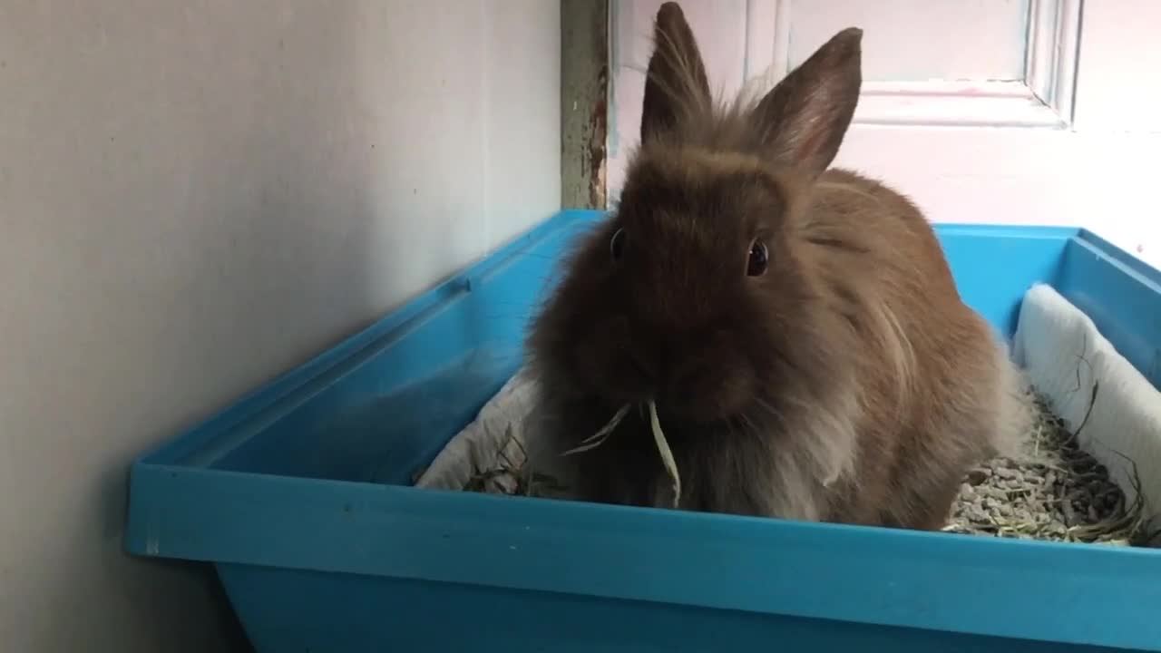 Lionhead rabbits for sale: 2 lovely Rabbits Lion head and Angora Mixed - Video 3