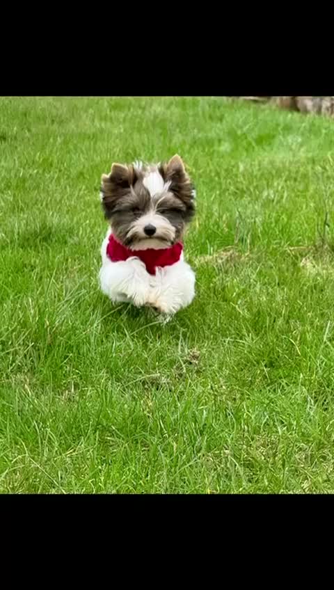 Yorkshire Terrier dogs for sale: Yorkshire Terrier Puppies - Video 2