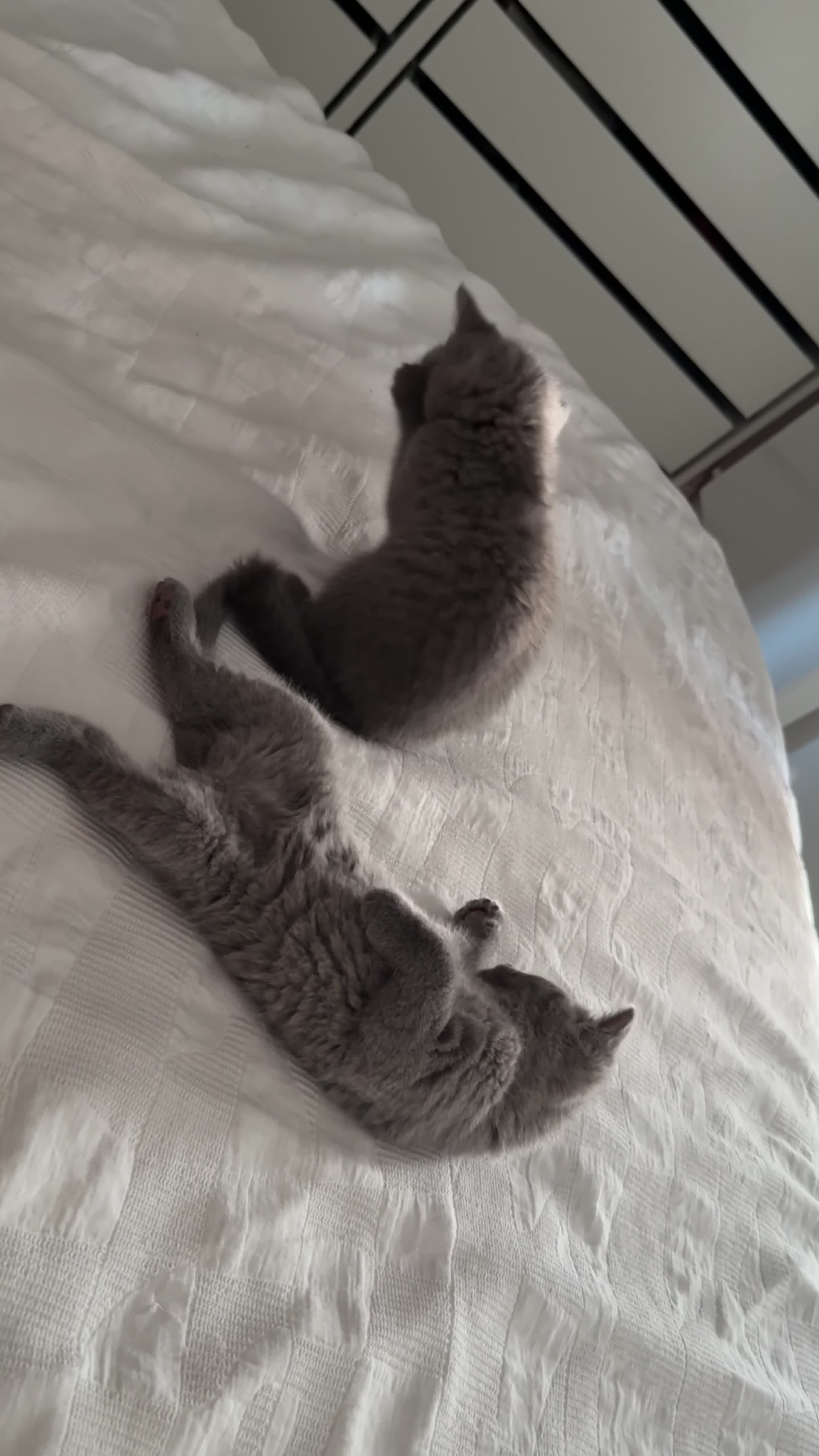 British Shorthair cats for sale: British Shorthair Kittens - Video 2