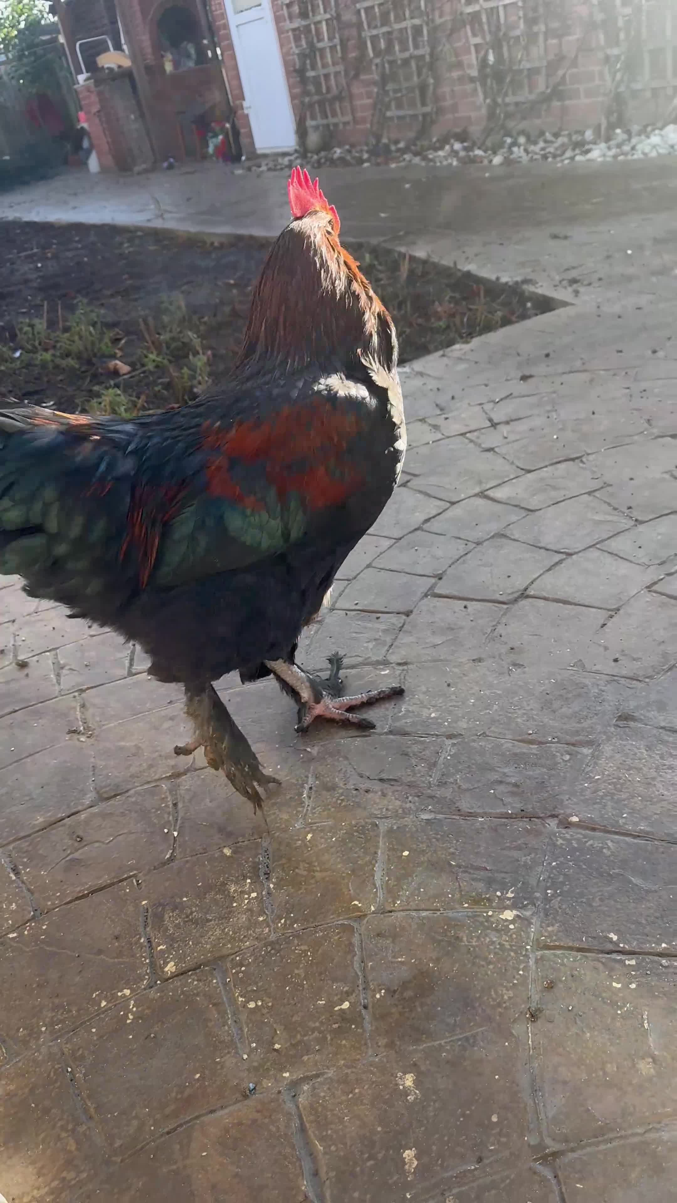 Chickens poultry for sale: Healthy Chickens for Sale – Great Egg Layers 🐔🥚 in Romford - Video 3