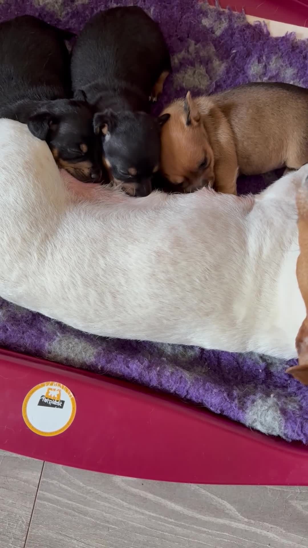 Jack Russell dogs for sale: Beautiful small bred Jack Russell puppies  - Video 2