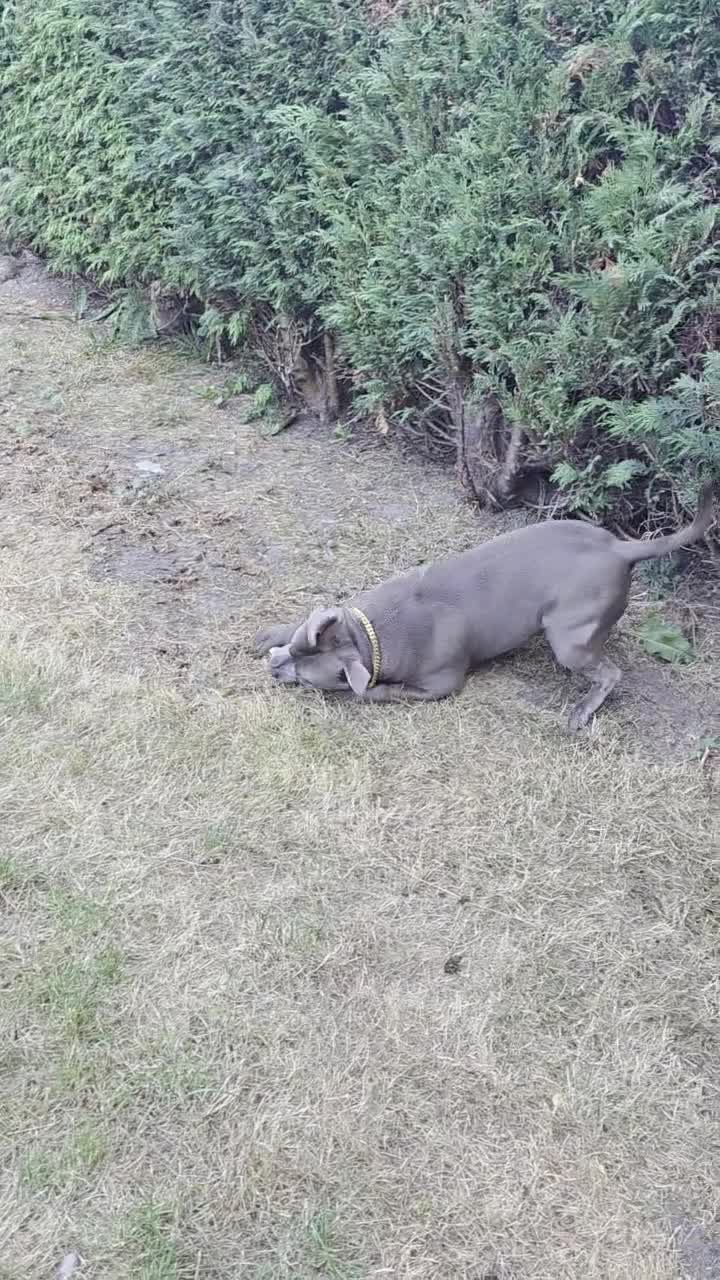 Staffordshire Bull Terrier dogs for stud: STUD 7th GEN BLUE STAFF LOKI IS READY TO BREED - Video 1