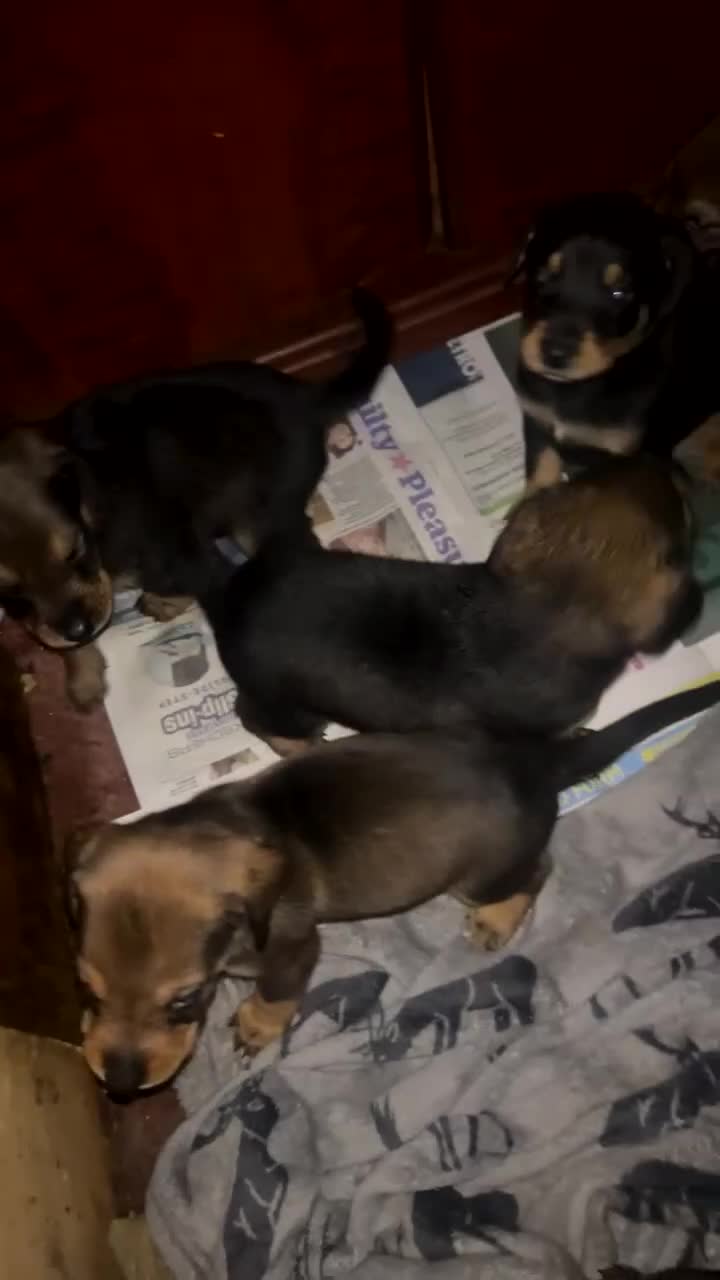 Mixed Breed dogs for sale: Pups for sale  in Dagenham - Video 1