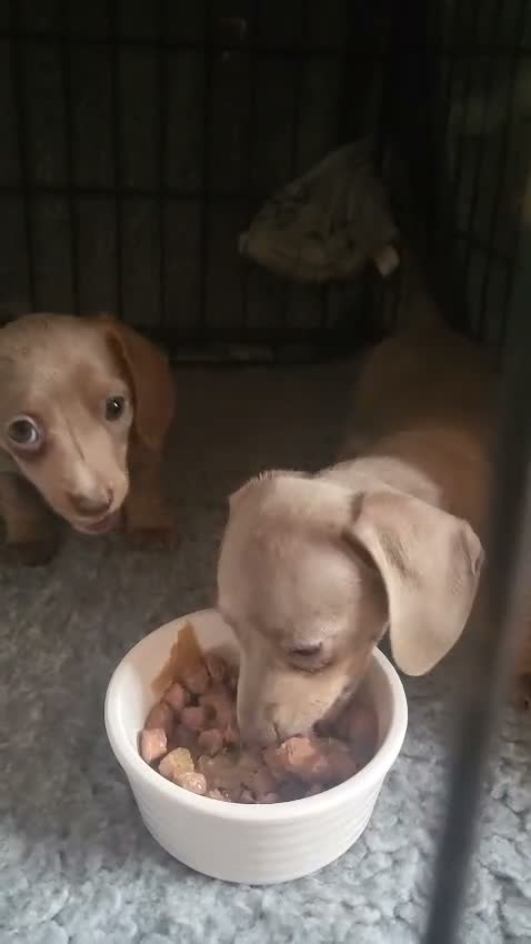 Miniature Dachshund dogs for sale: Belle - Video 1