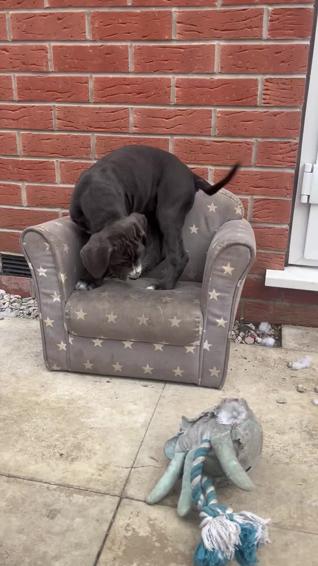 Cane Corso dogs for sale: Purebred Cane Corso puppies  - Video 3