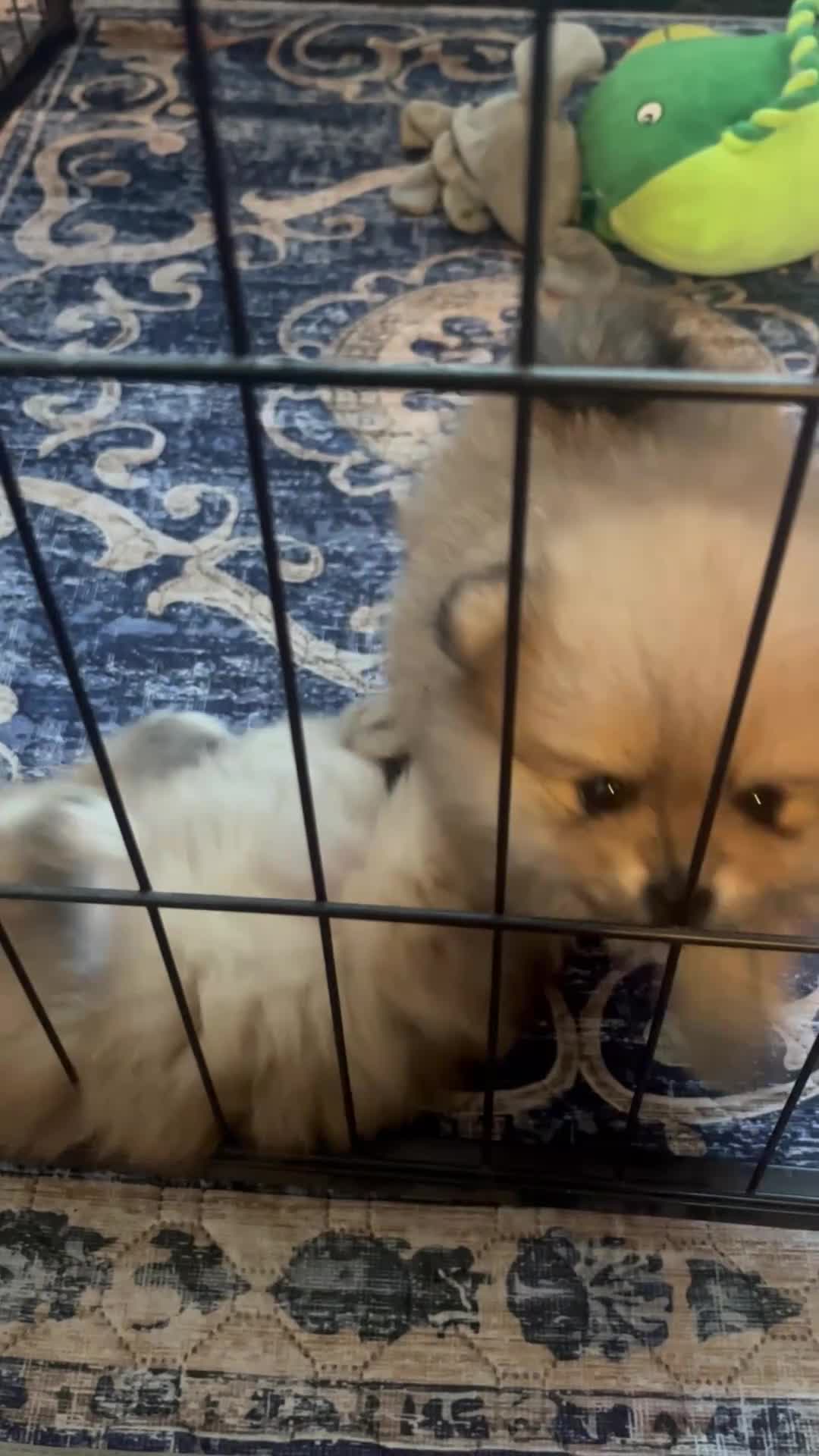 Pomeranian dogs for sale: KC Pomeranian Girls - Video 1