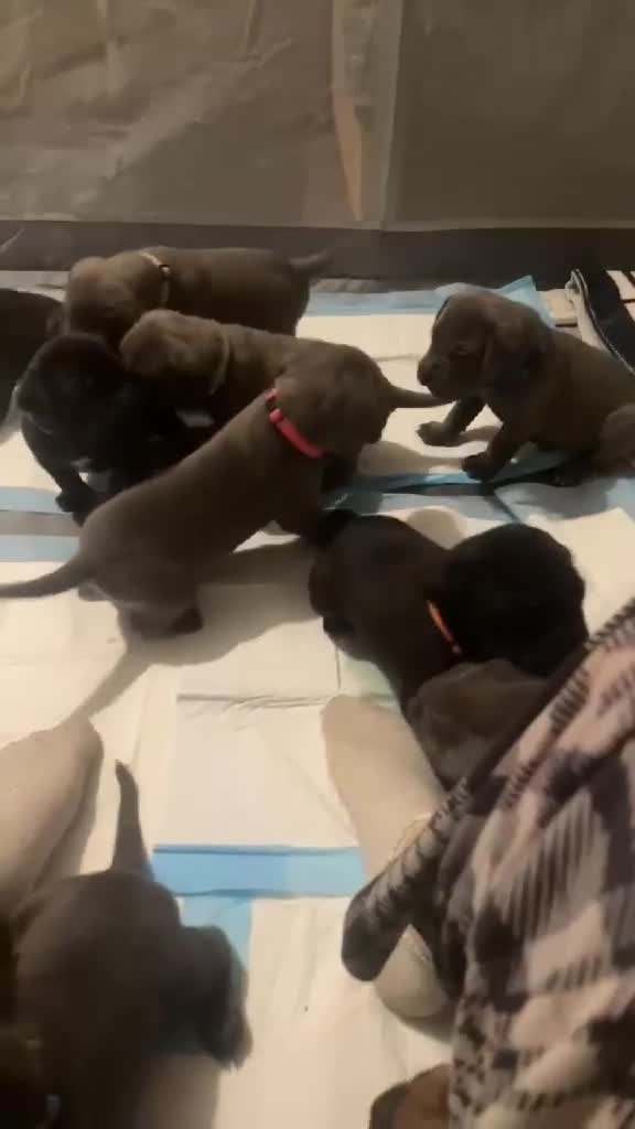 Cane Corso dogs for sale: Cane corso - Video 1