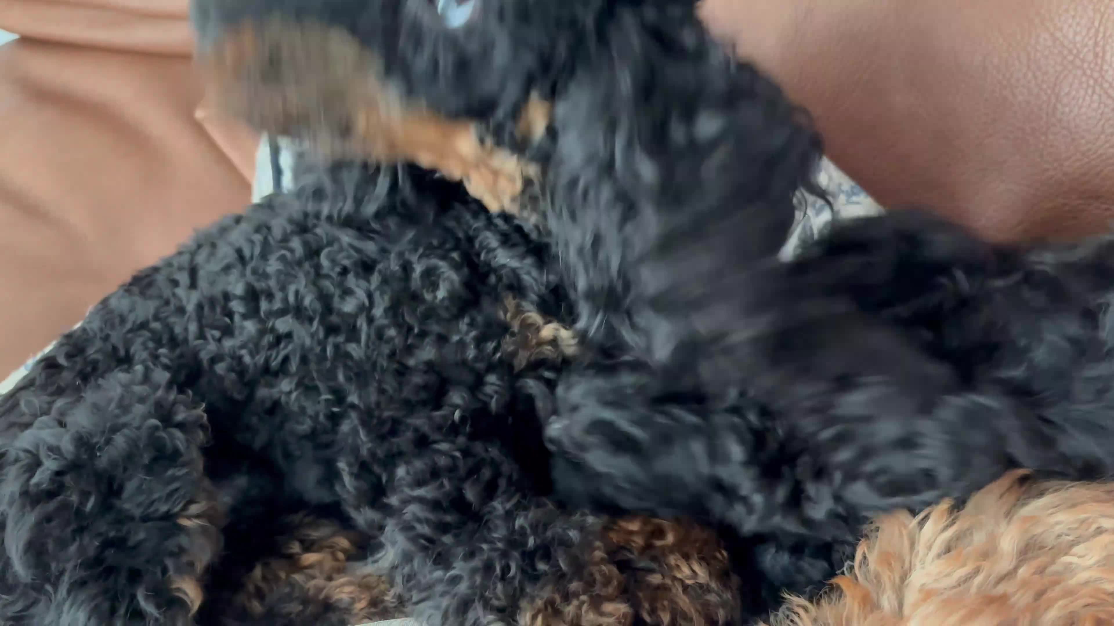 Cavapoochon dogs for sale: Toy Cavapoochons F1B - Video 1