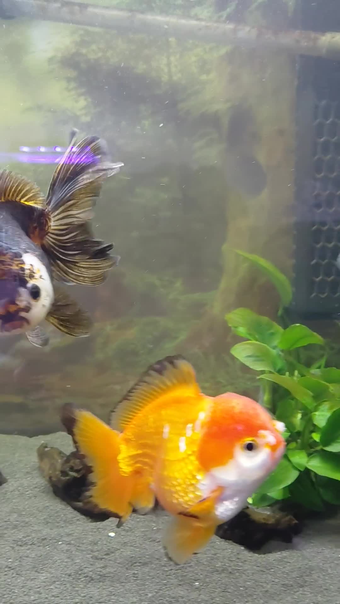 Fancy Goldfish fish for sale: Large oranda goldfish see description  - Video 1