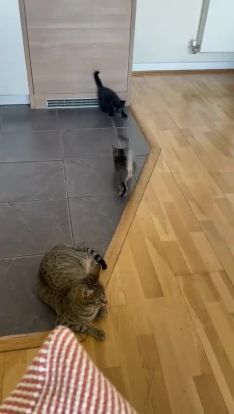 Domestic Shorthair cats for sale: Classic Tabby Domestic shorthair - Video 1