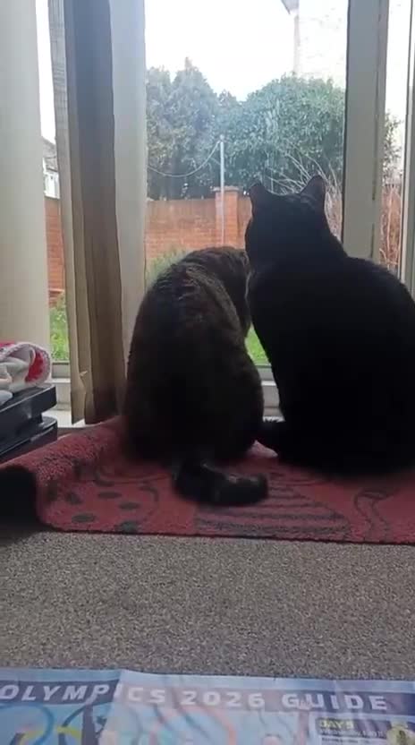 Mixed Breed cats for adoption: Bonded pair Hector & Hercules - Video 3