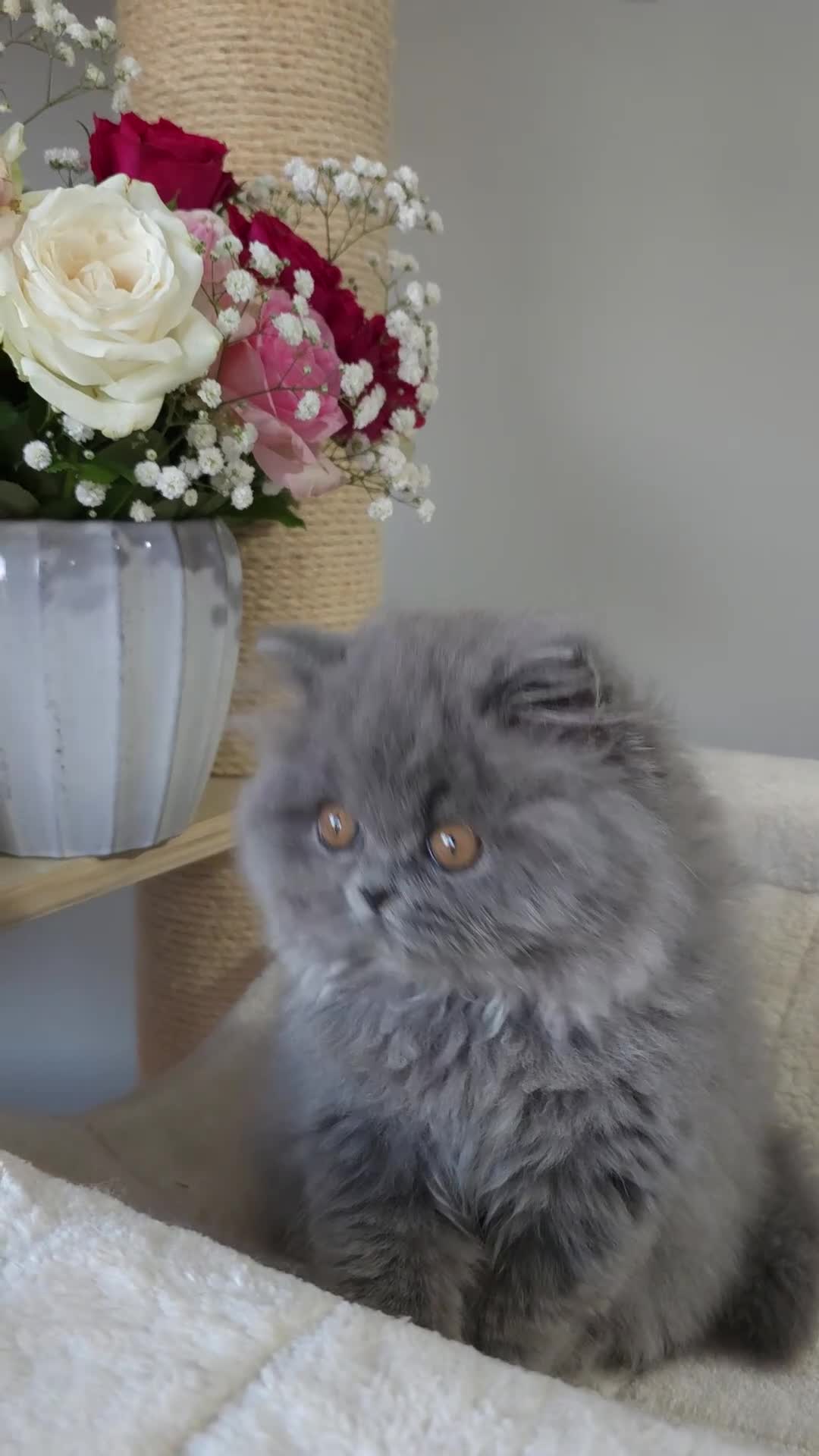 British Shorthair cats for sale: ✨️READY NOW🚗FREE DELIVERY! - Video 3