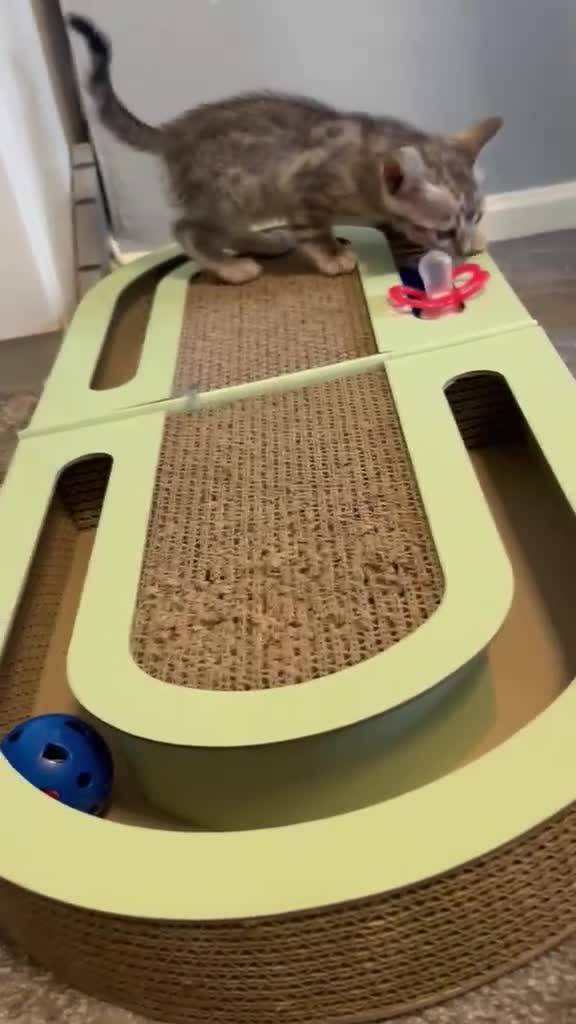 Bengal cats for sale: GCCF Registered Pedigree Kittens  in Huddersfield - Video 3