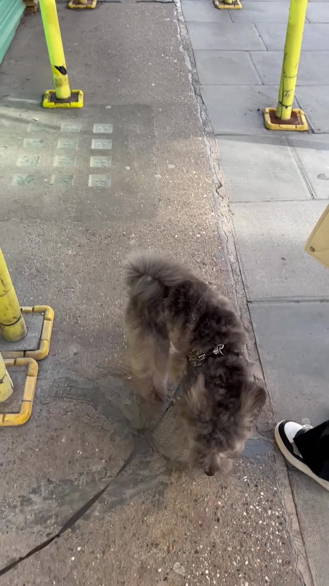 Mixed Breed dogs for sale: Puppies looking for a loving family  - Video 2