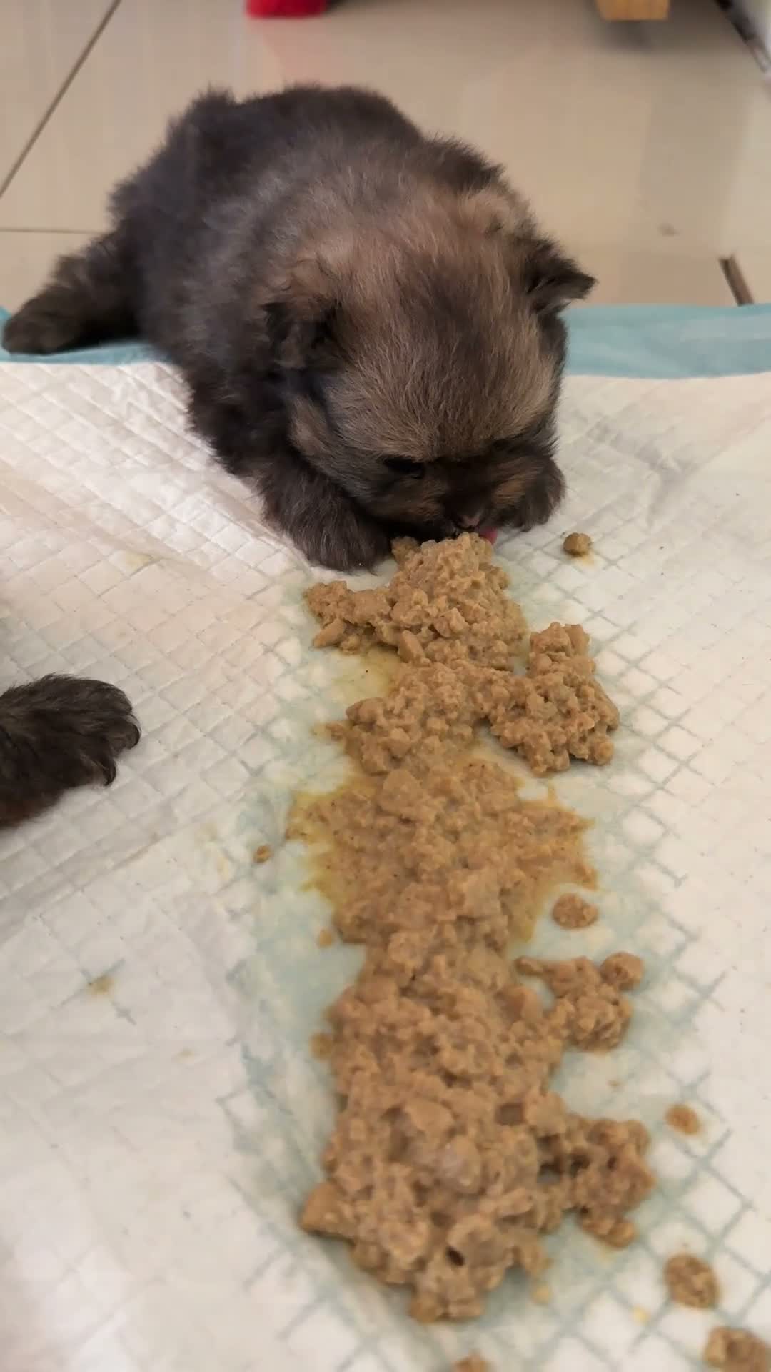 Pomeranian dogs for sale: KC reg True teddybear Pom puppies RARE colours! in Weymouth - Video 1