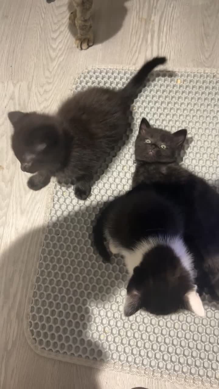 British Shorthair cats for sale: Black and white kitten  - Video 4