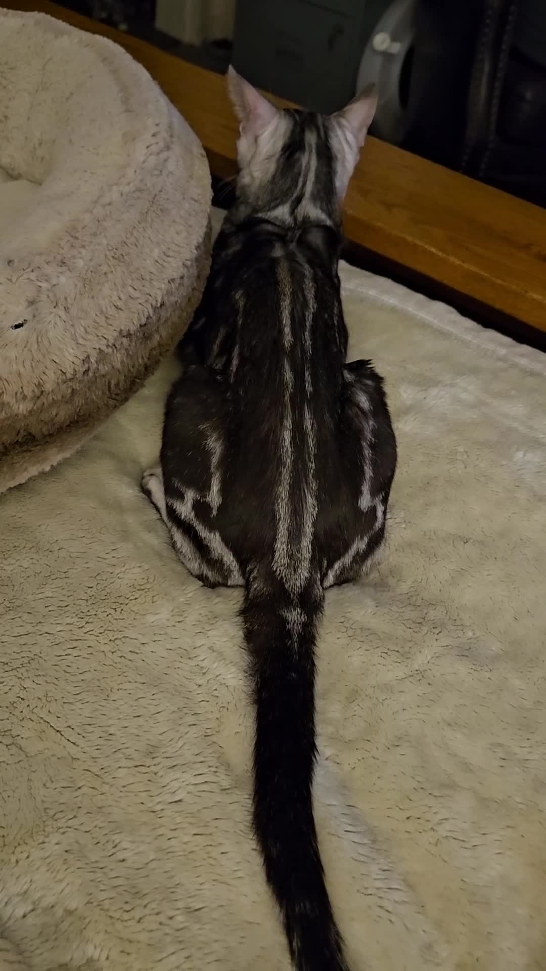 Bengal cats for sale: Sigrid the Viking warrior - Video 1