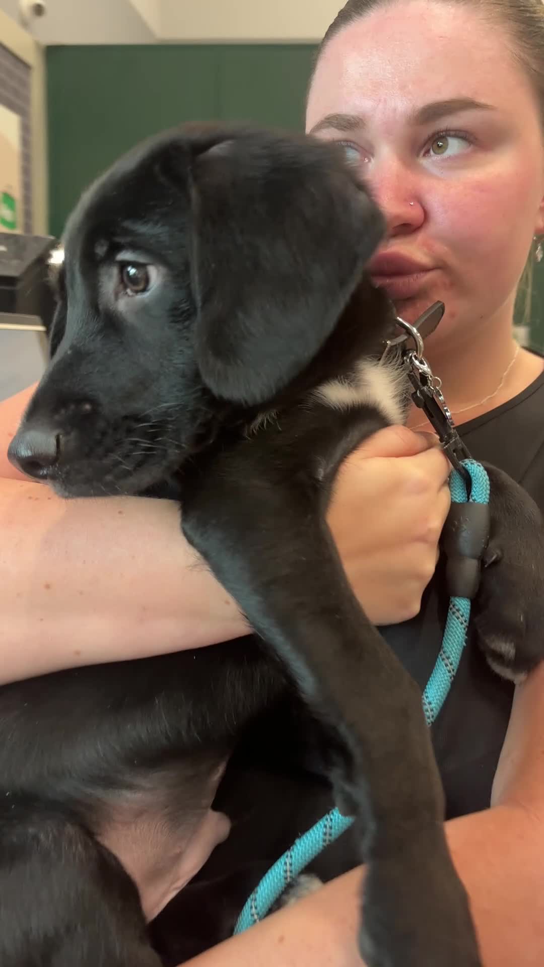 Mixed Breed dogs for sale: Bailey 12 weeks old  - Video 2