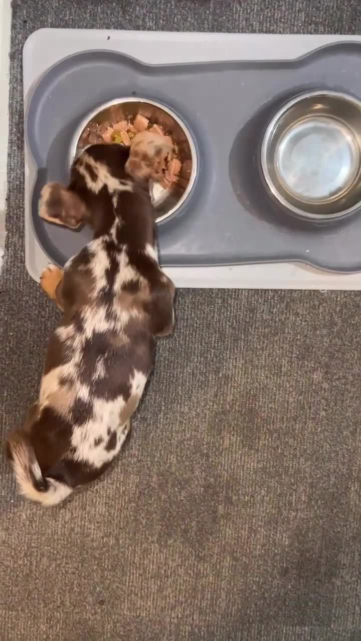 Jack Russell dogs for sale: Adorable Chocolate Merle Jack Russell Puppy  - Video 2