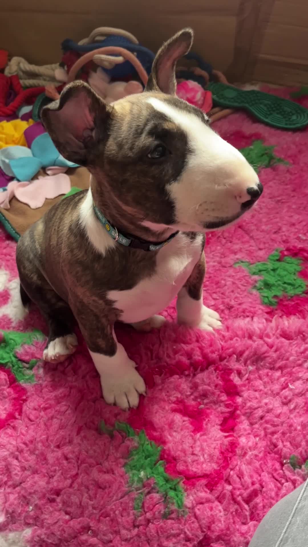 English Bull Terrier dogs for sale: Bull terrier standard. KC registered. BOY - Video 1