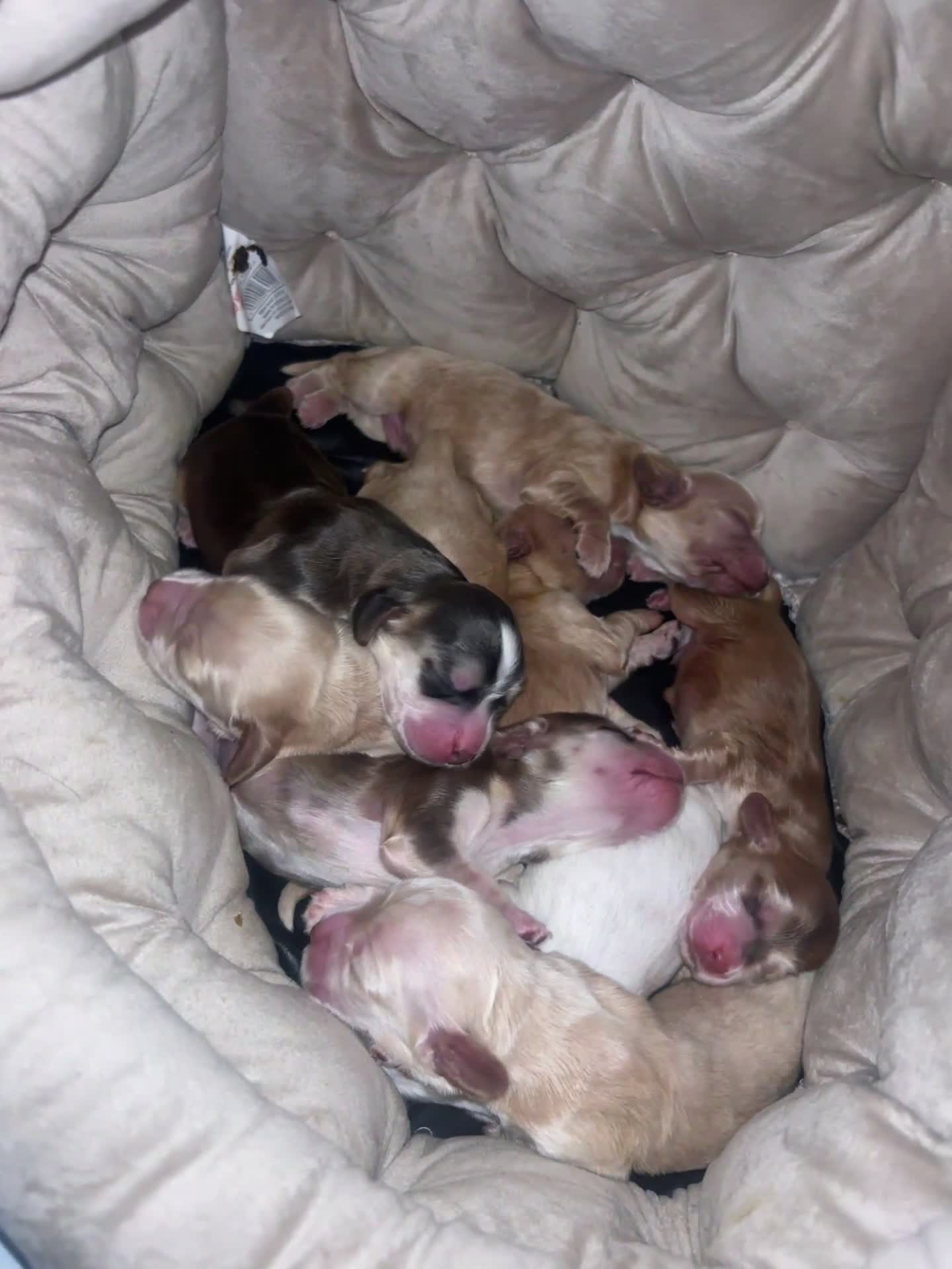Cocker Spaniel dogs for sale: KC REGISTERED SHOW COCKER SPANIELS  - Video 1