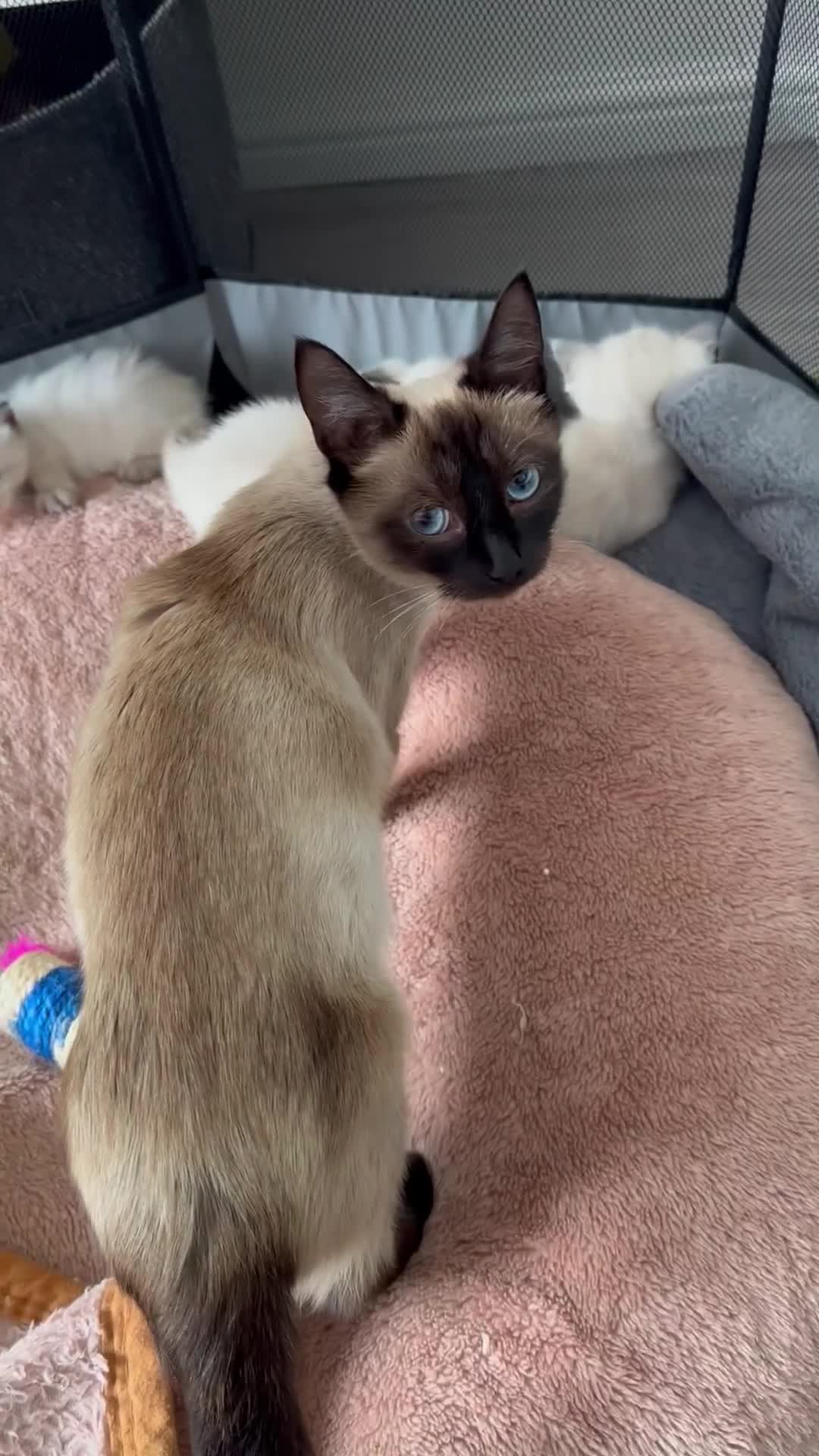 Siamese cats for sale: 3 siamese/ragdoll male kittens - Video 2